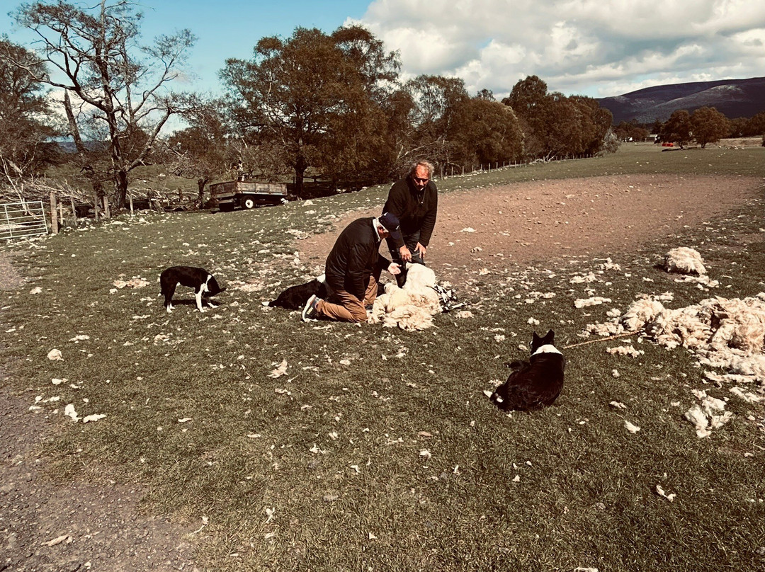 Working Sheepdogs-Kincraig必去景点