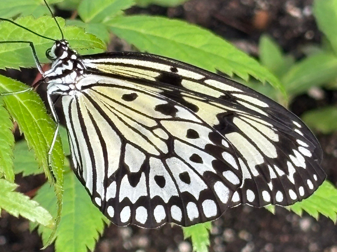 Newfoundland Insectarium-Reidville必去景点