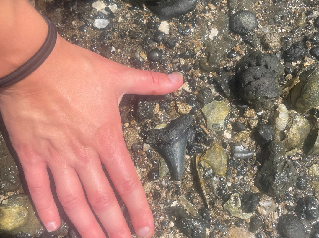 Charleston Fossil Adventures-查尔斯顿必去景点