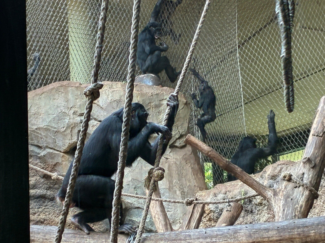 Zoo Frankfurt-法兰克福必去景点