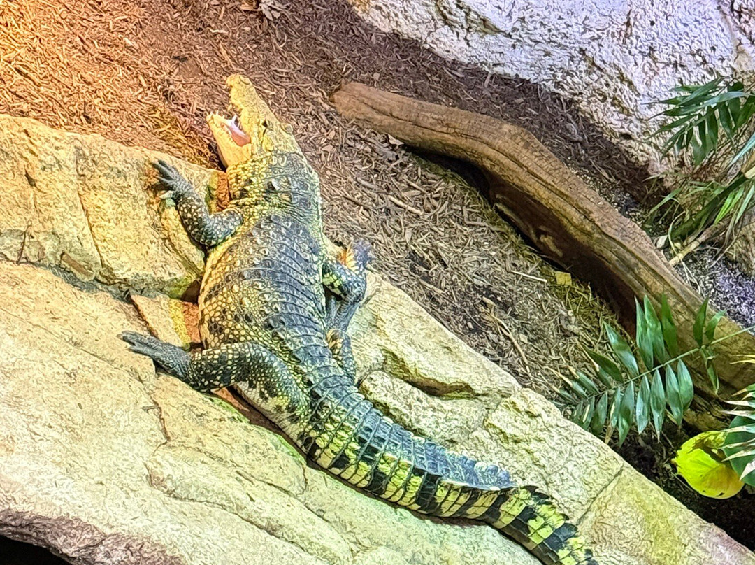 达拉斯世界水族馆-达拉斯必去景点