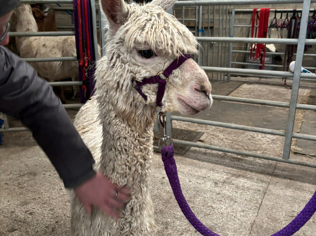 Nidderdale Llamas-哈罗盖特必去景点