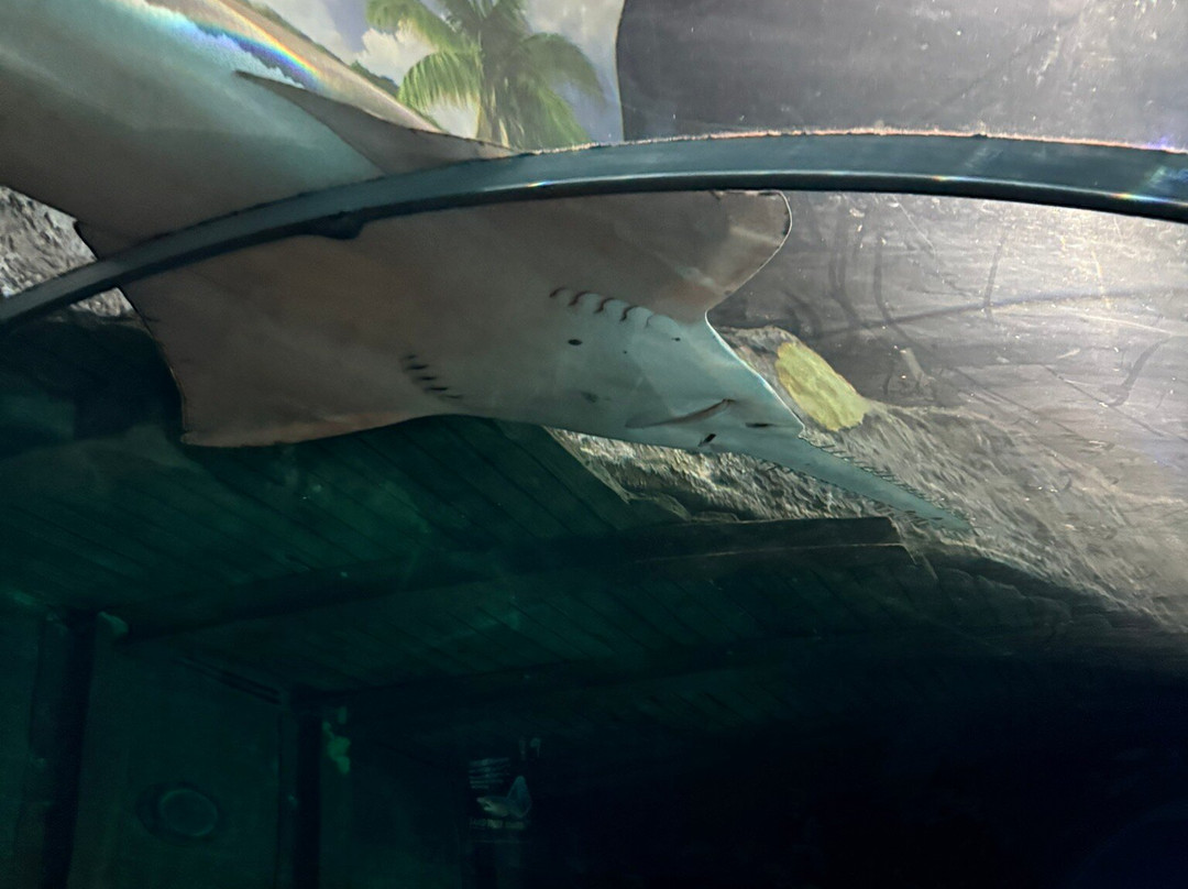 莱利大烟山水族馆-盖林柏格必去景点