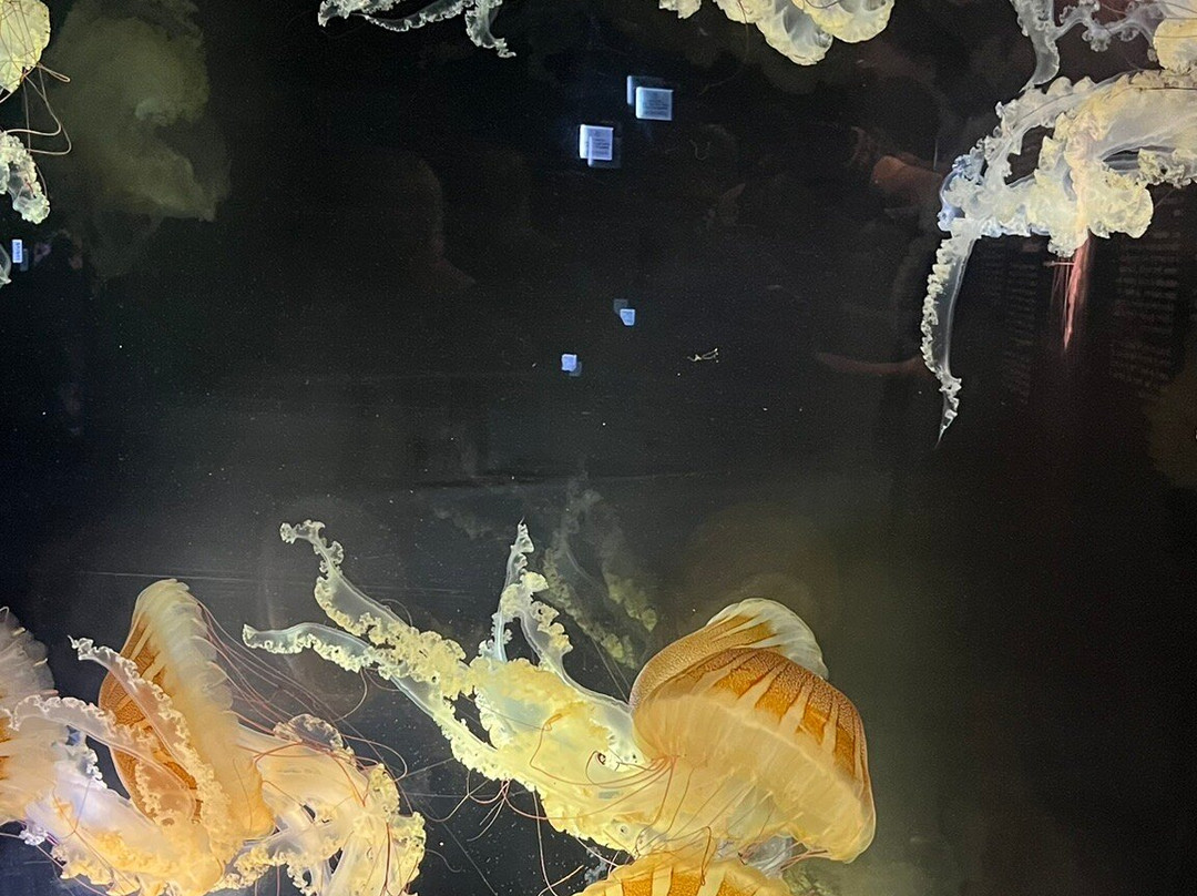 Aquarium de Biarritz-比亚里茨必去景点