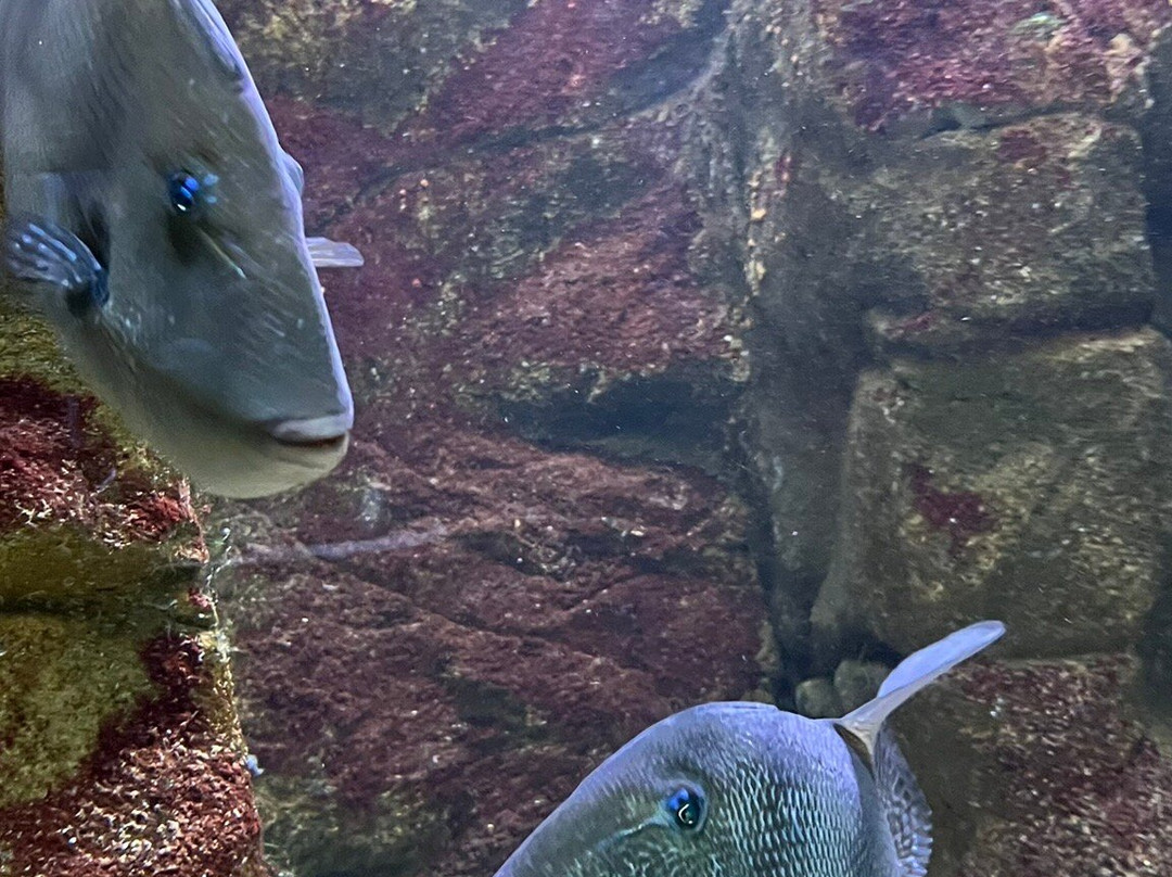Aquarium de Biarritz-比亚里茨必去景点