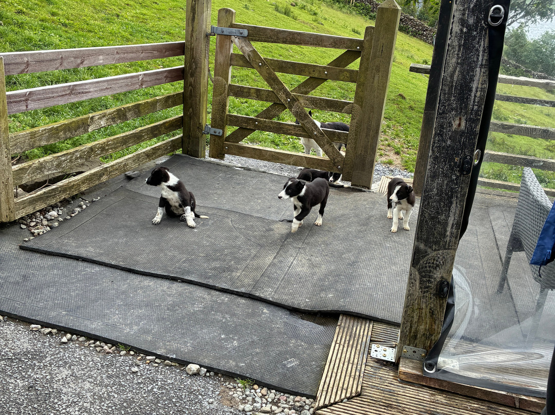 Joyce Country Sheepdogs-Shanafaraghaun必去景点