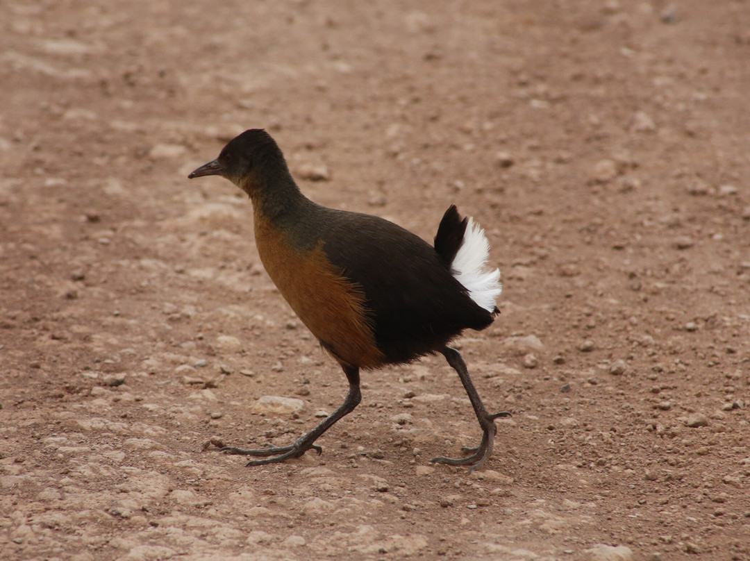 Bale Mountains National Park-Goba必去景点