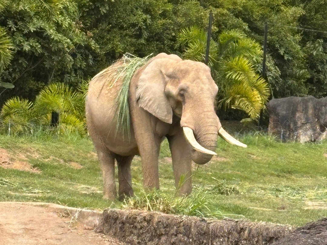 Bioparque Ukumarí-佩雷拉必去景点