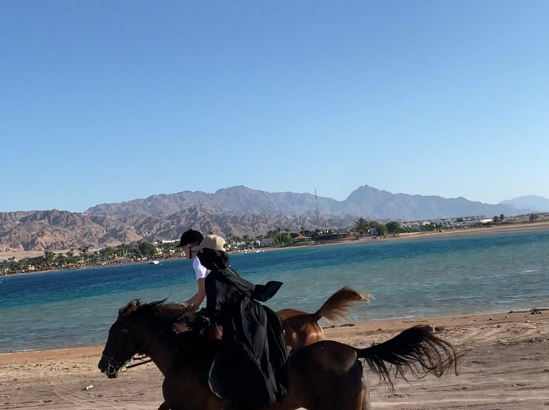 Horse Trips Egypt-Tunis必去景点