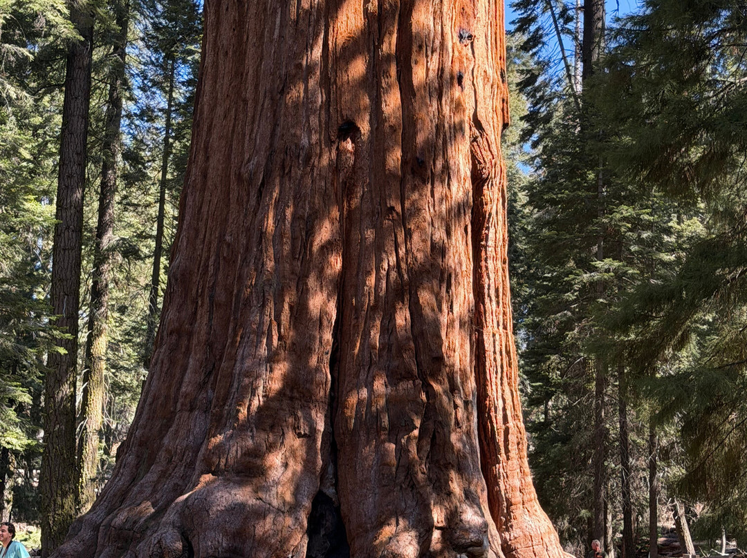 Sequoia National Park-维塞利亚必去景点