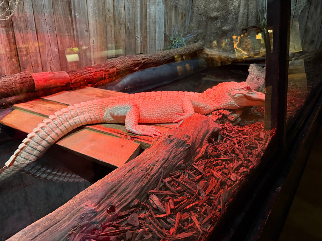 Alligator Adventure-美特尔海滩必去景点