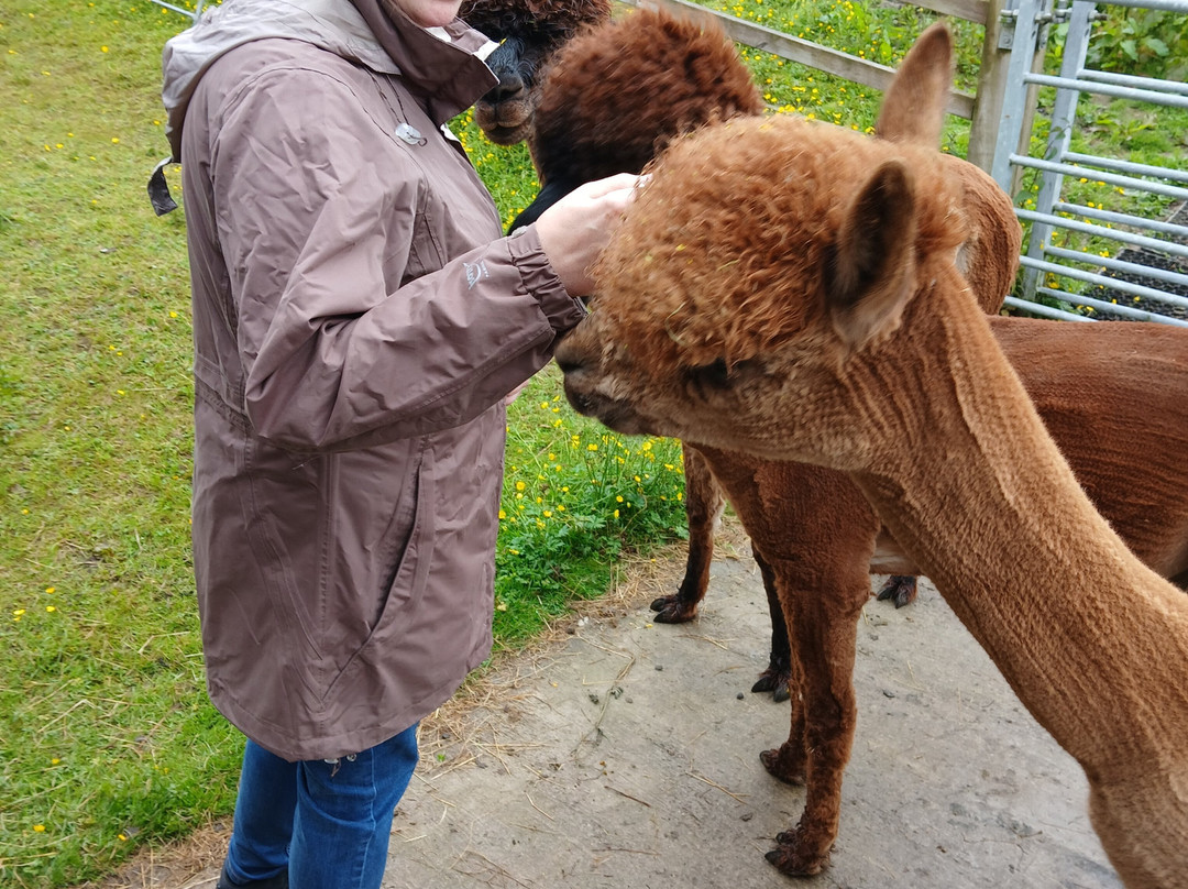 Wreay Syke Alpacas-肯德尔必去景点