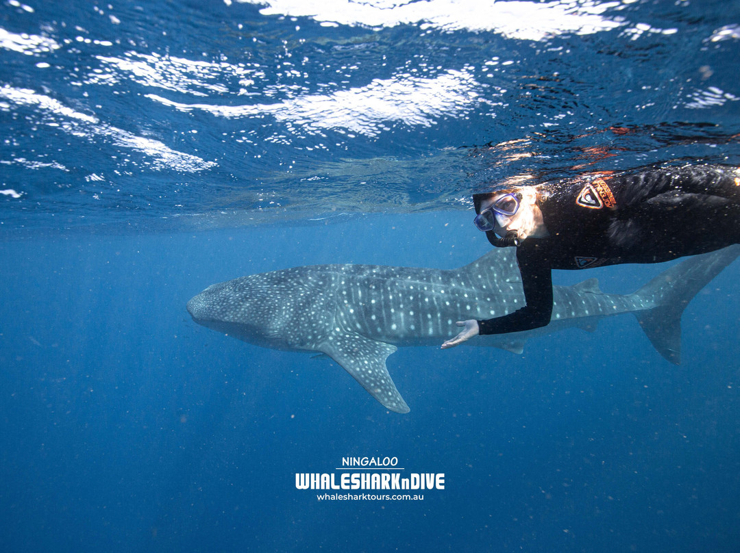 Ningaloo Whaleshark-N-Dive-埃克斯茅斯必去景点