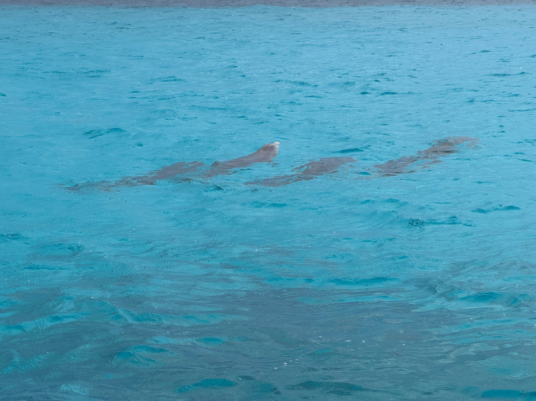 Bahamas Ocean Safaris-伊柳塞拉必去景点