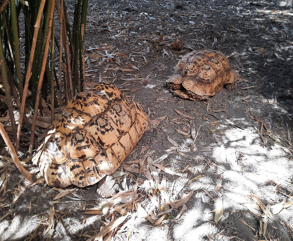 Reptilarium du Larzac-Sainte-Eulalie-de-Cernon必去景点
