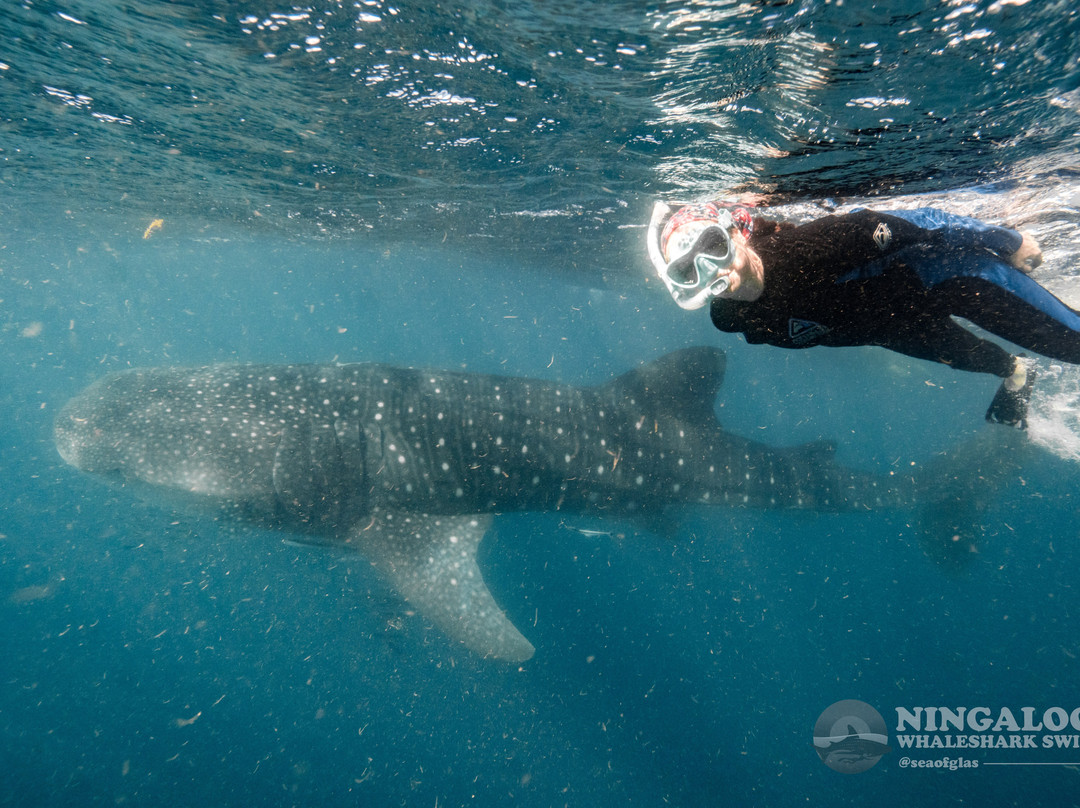 Ningaloo Whaleshark Swim-埃克斯茅斯必去景点
