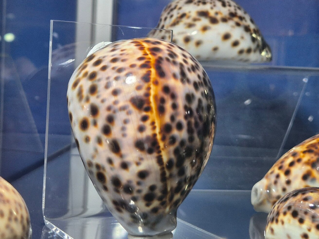 Magical World of Shells Museum-皮兰必去景点
