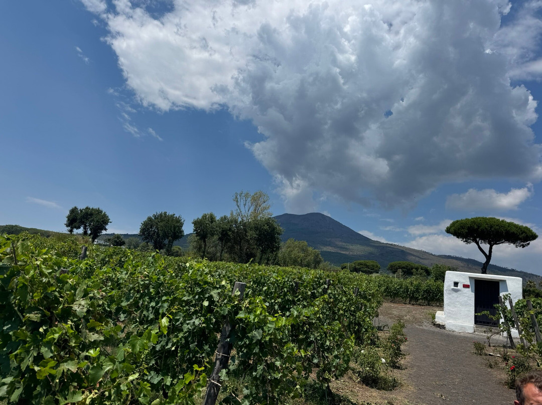 Cantina del Vesuvio Winery