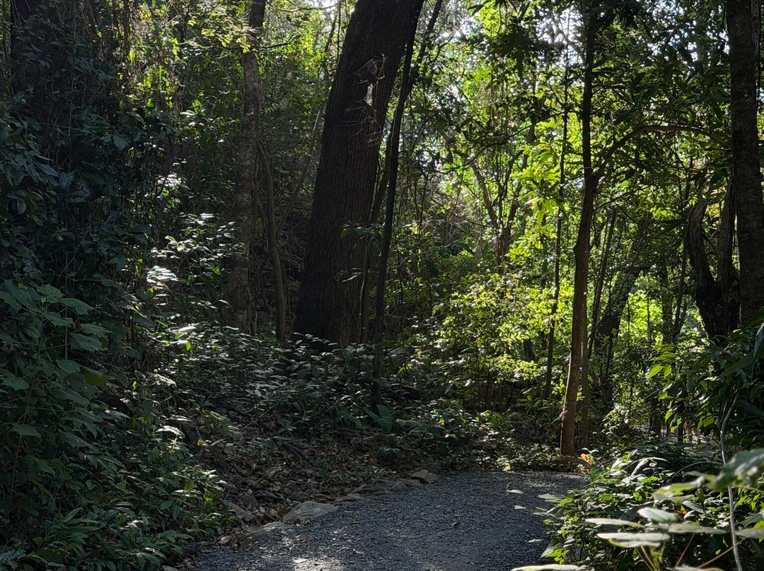 Wangetti Trail-棕榈湾必去景点