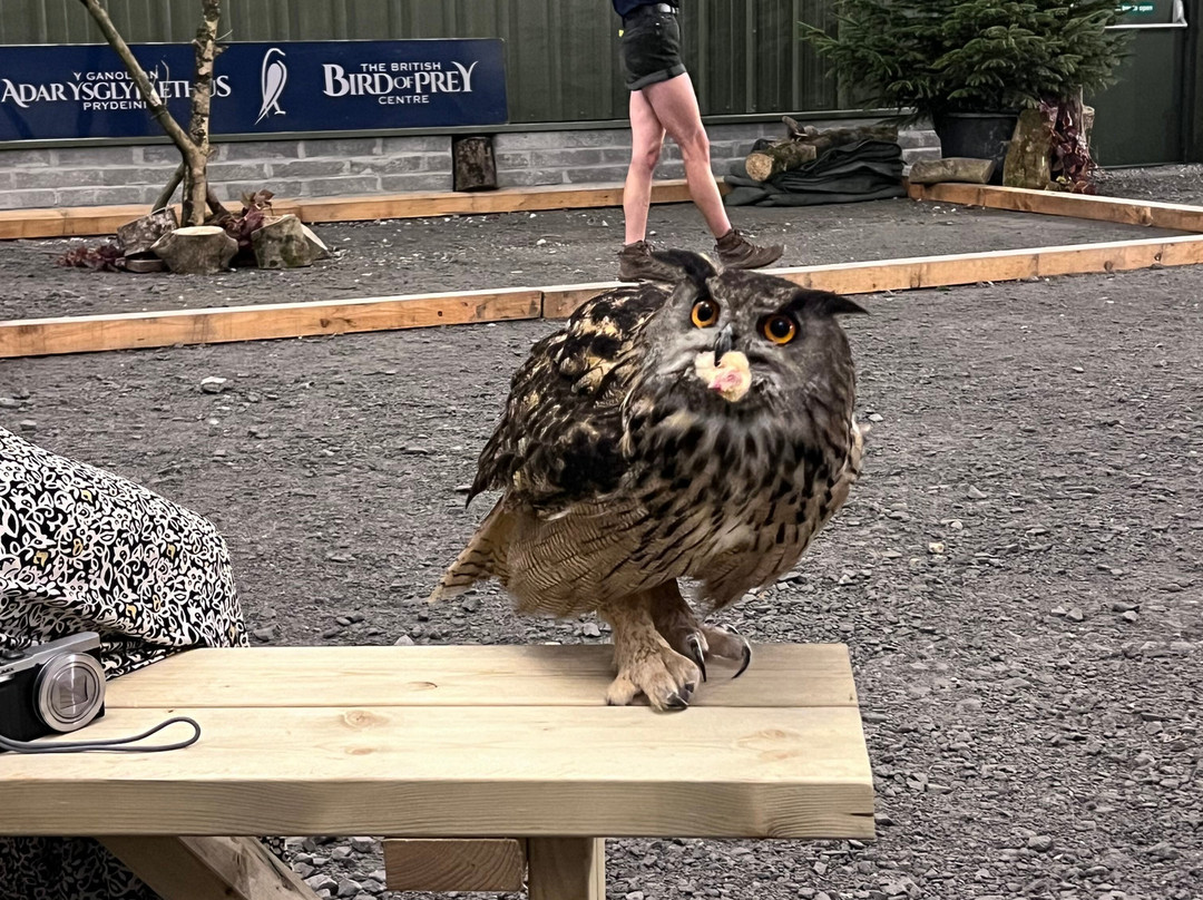 The British Bird of Prey Centre-喀麦登必去景点