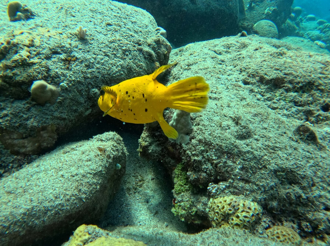 Just Diving-Bain Boeuf必去景点