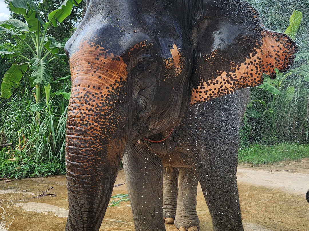 The Lake Phuket Elephant Home-Thep Krasatti必去景点