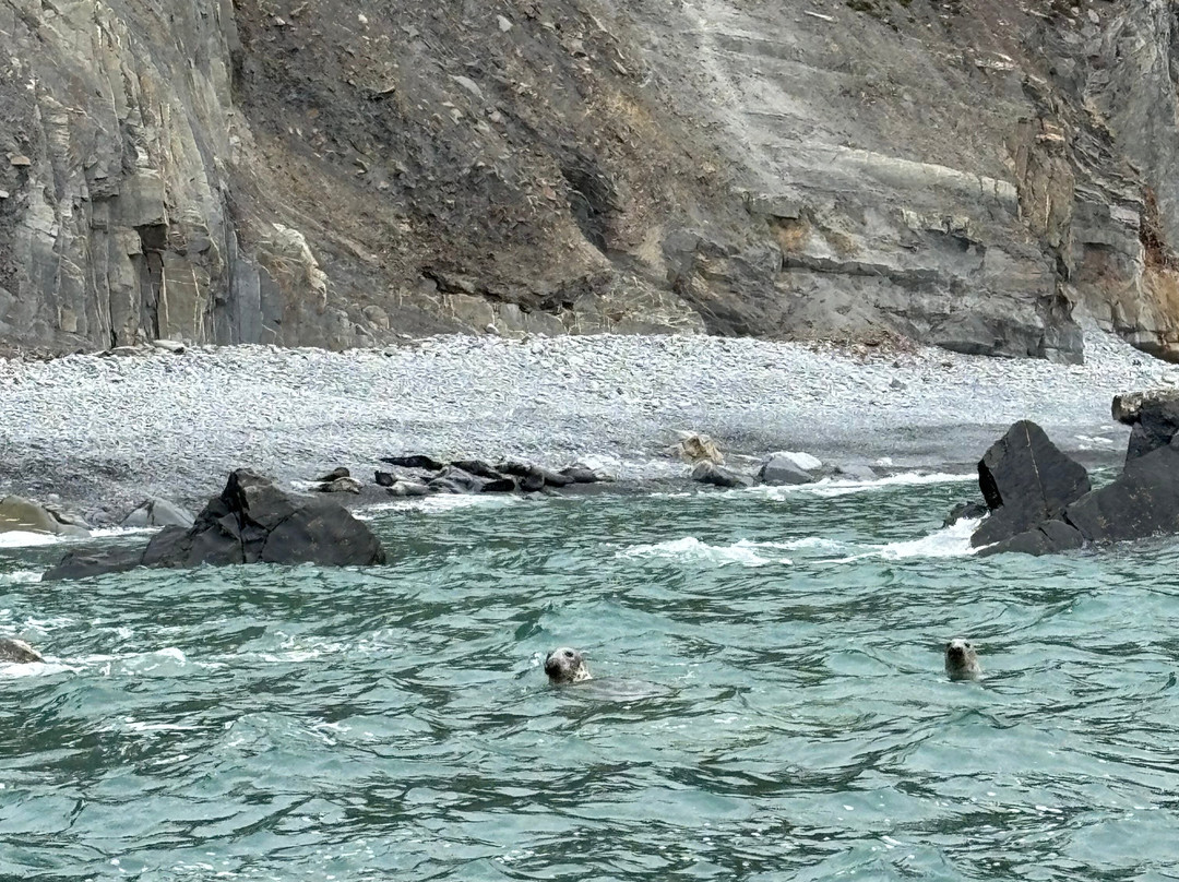 A Bay To Remember Wildlife Boat Trips-St. Dogmaels必去景点
