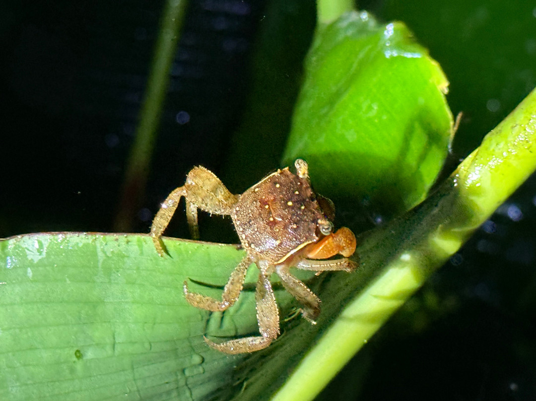 Costa Rica Roots Tours-托图杰多必去景点