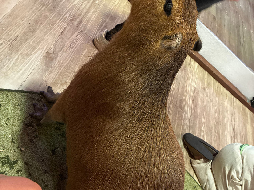 Wild Encounters - A Capybara Cafe-巴拿马城海滩必去景点