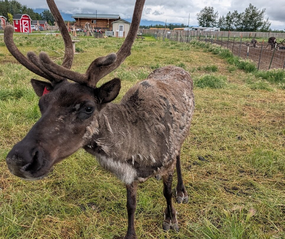 Reindeer Farm-帕尔默必去景点