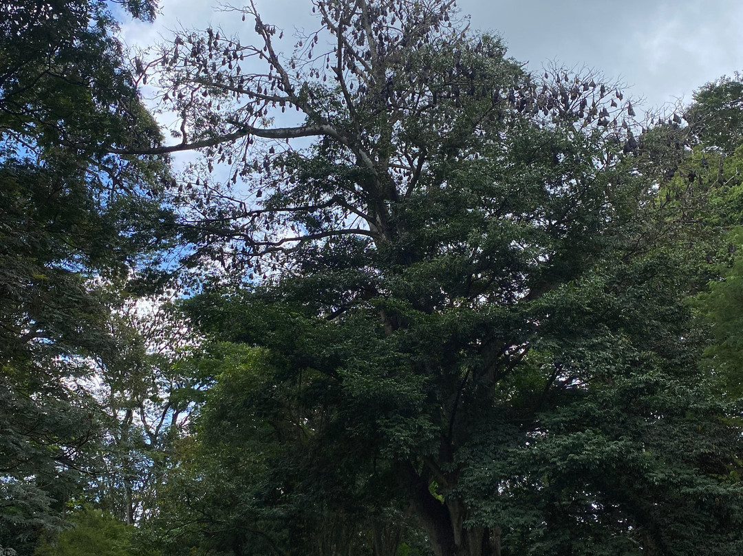 Royal Botanic Gardens Peradeniya-康提必去景点