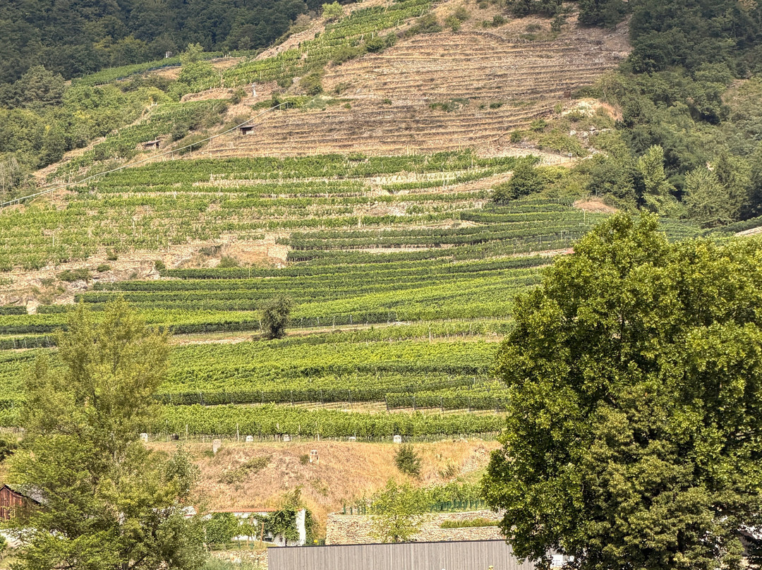 Domane Wachau Vinothek & Shop-都恩石必去景点