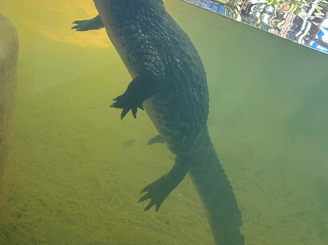 Ubatuba Aquarium-乌巴图巴必去景点