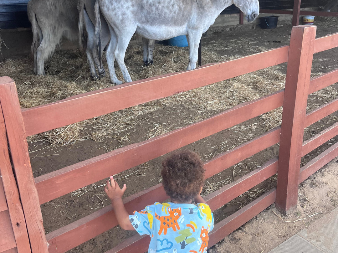 Hillside Shire Horse Sanctuary-West Runton必去景点