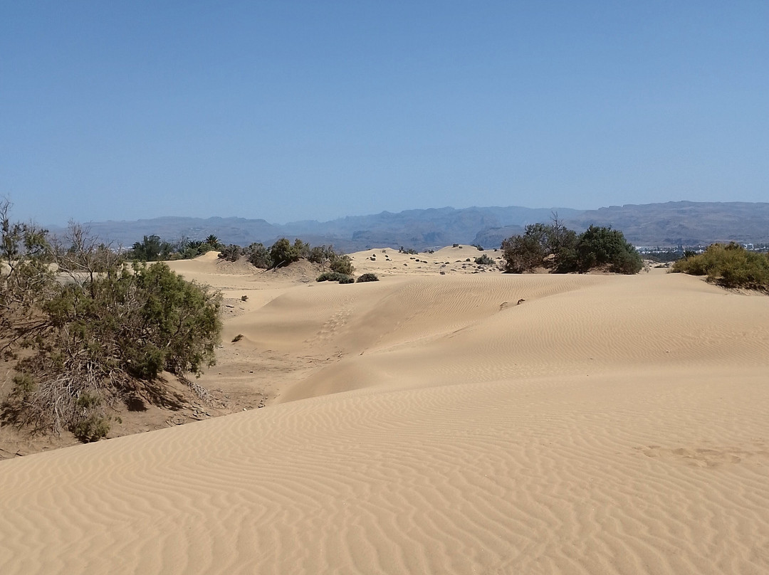 Reserva Natural Especial de Las Dunas de Maspalomas-马斯帕洛马斯必去景点