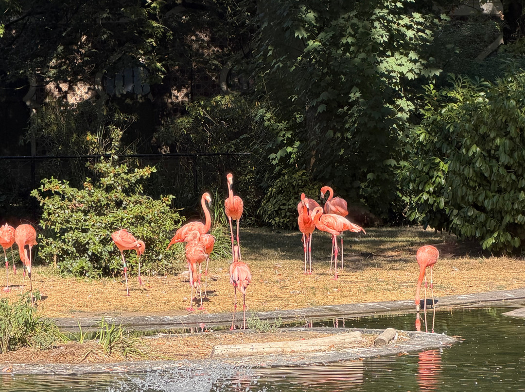 Zoo Antwerpen (dierentuin)-安特卫普必去景点