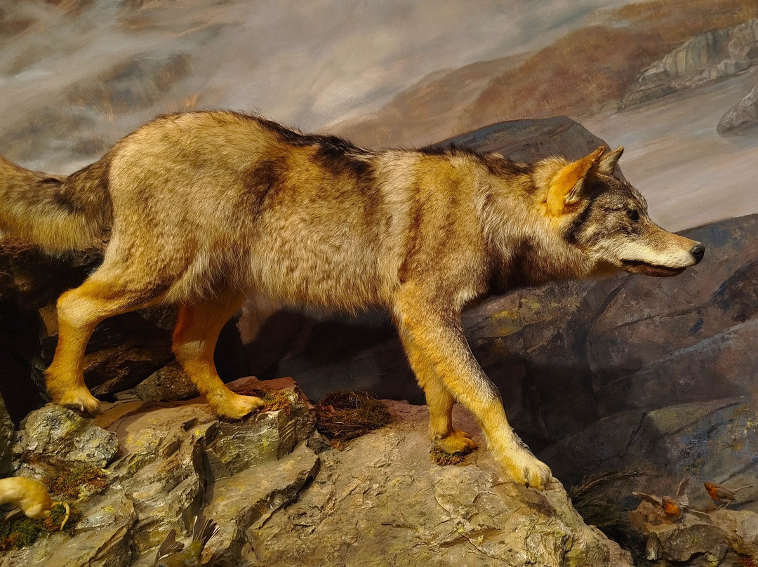 Museo de la Fauna Salvaje-Bonar必去景点