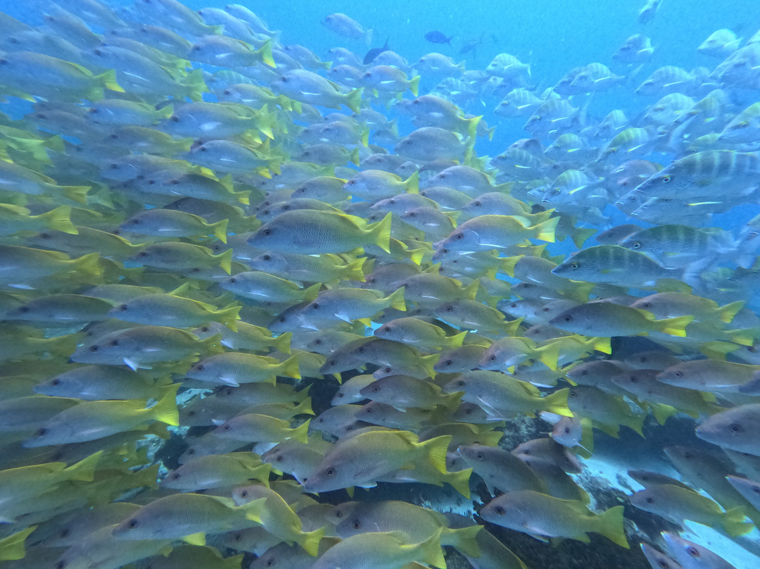 Blue Passion Baja-Cabo Pulmo必去景点