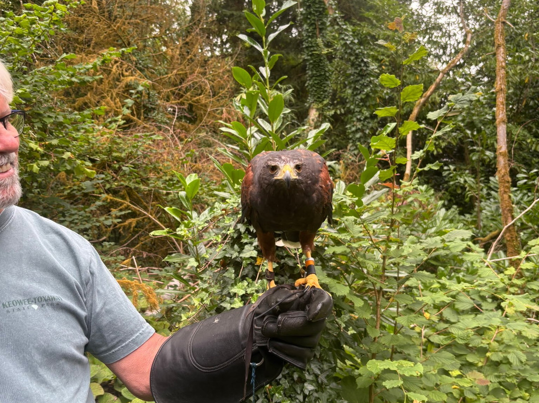 Ireland's School of Falconry-康镇必去景点