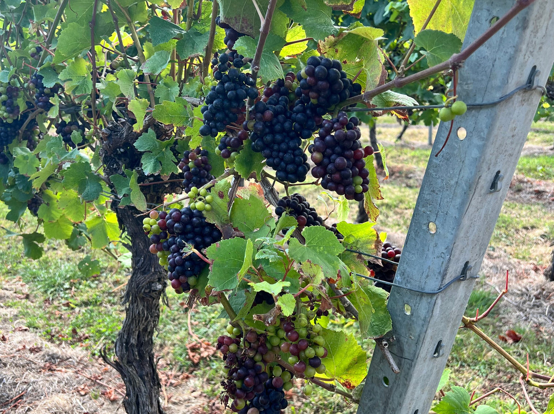 English Oak Vineyard-Lytchett Matravers必去景点