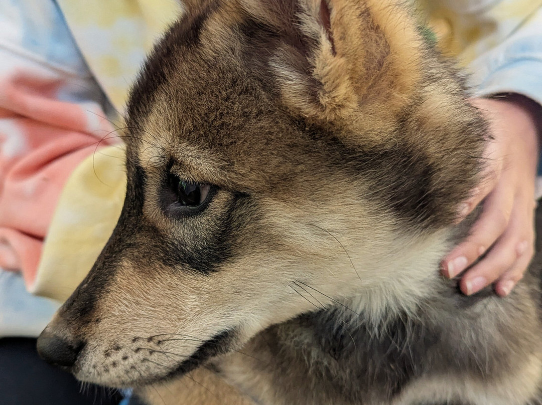 MIDOG - Michigan's Summer Sled Dog Center-Newberry必去景点