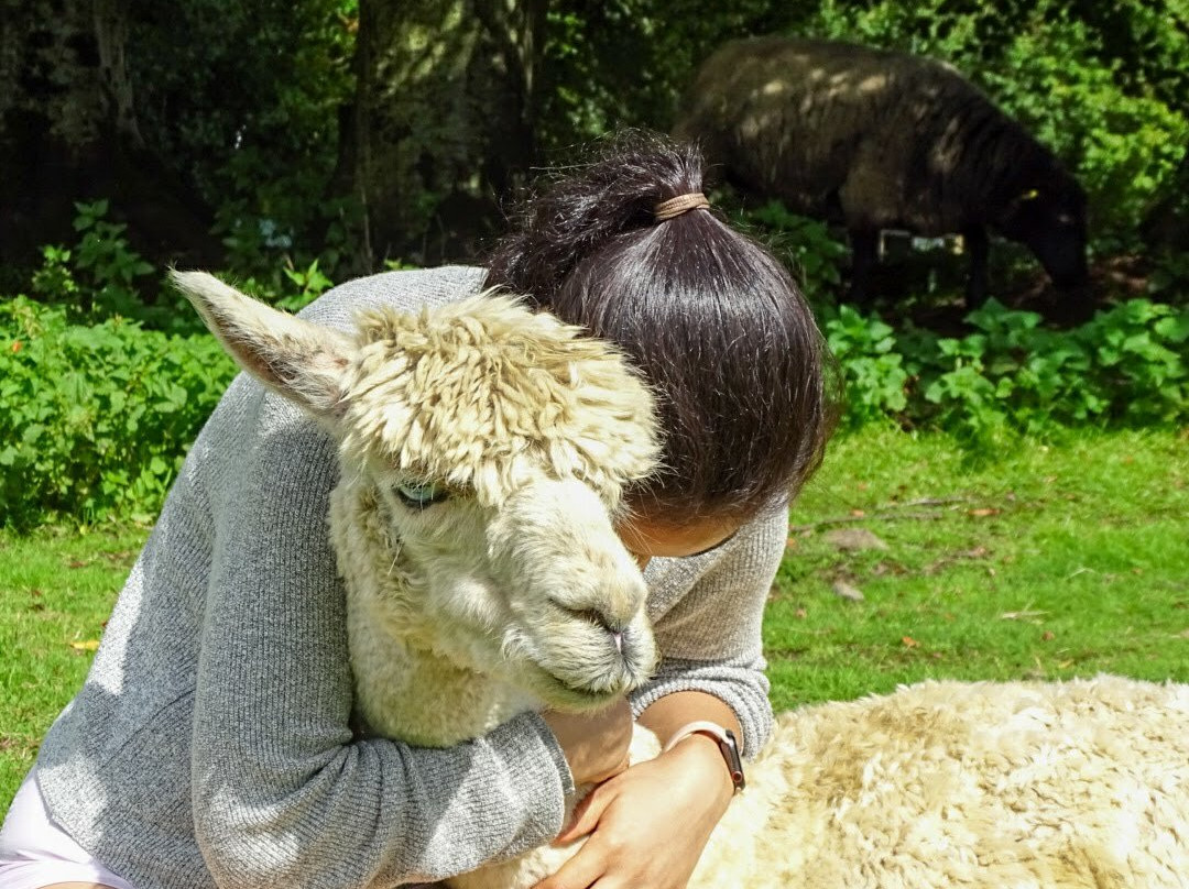 Lydford Gorge Alpacas-Lydford必去景点