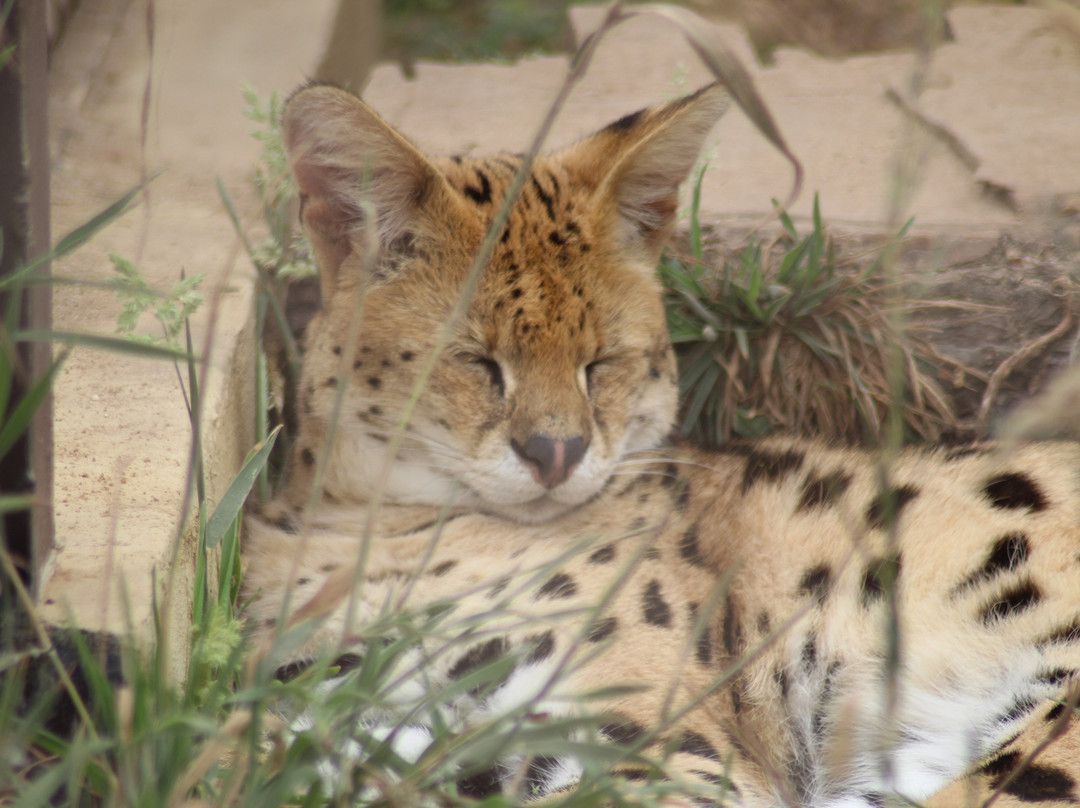 Badoca Safari Park-Santiago do Cacem必去景点