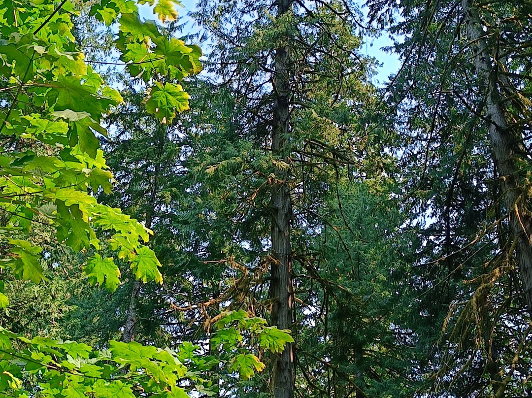 Cathedral Grove-艾伯尼港必去景点