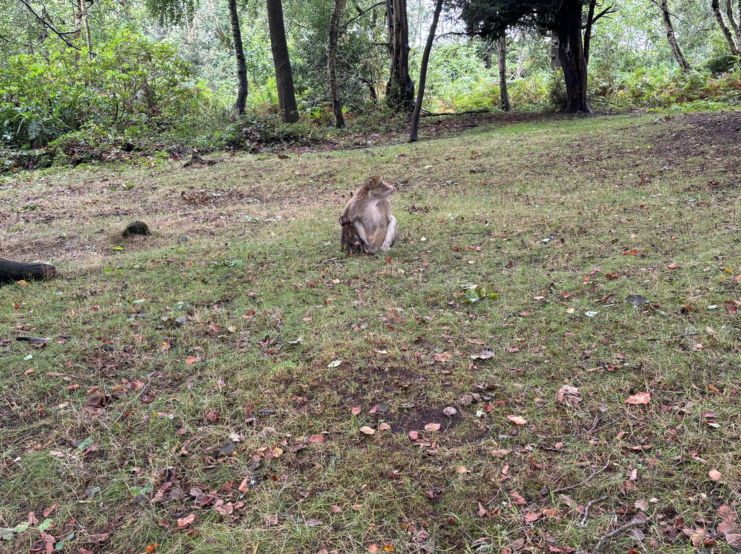 Trentham Monkey Forest-特伦特河畔斯托克必去景点