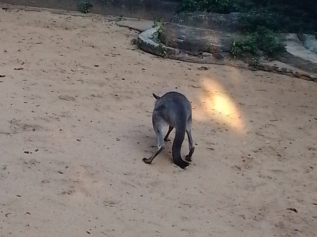 Dehiwala Zoo - Sri Lanka-拉非尼亚山必去景点