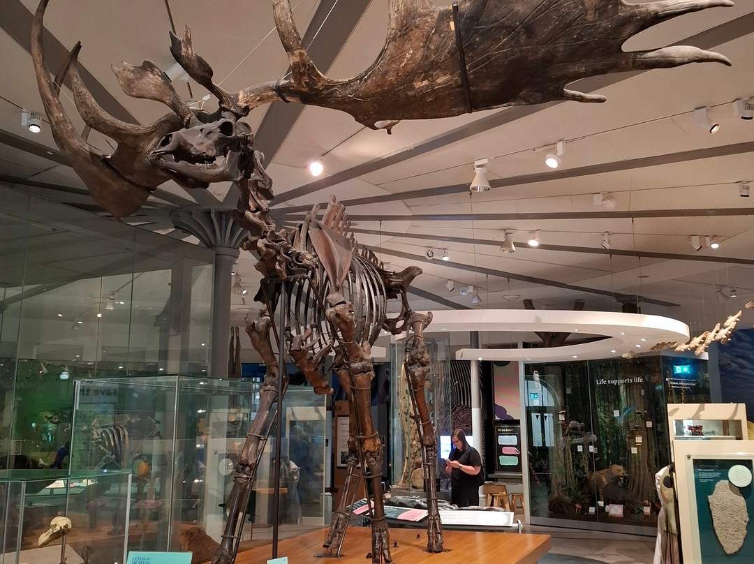 Leeds City Museum-利兹必去景点