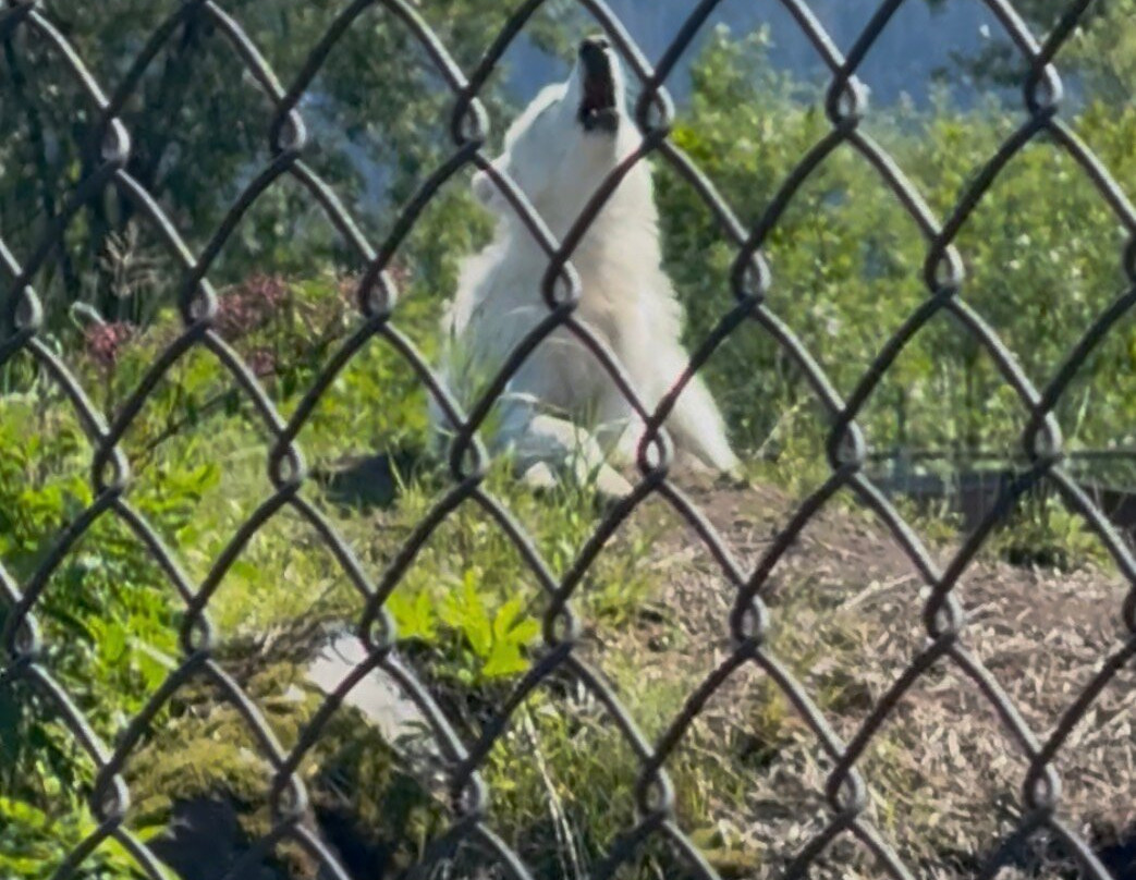 Alaska Wildlife Conservation Center-戈德伍德必去景点