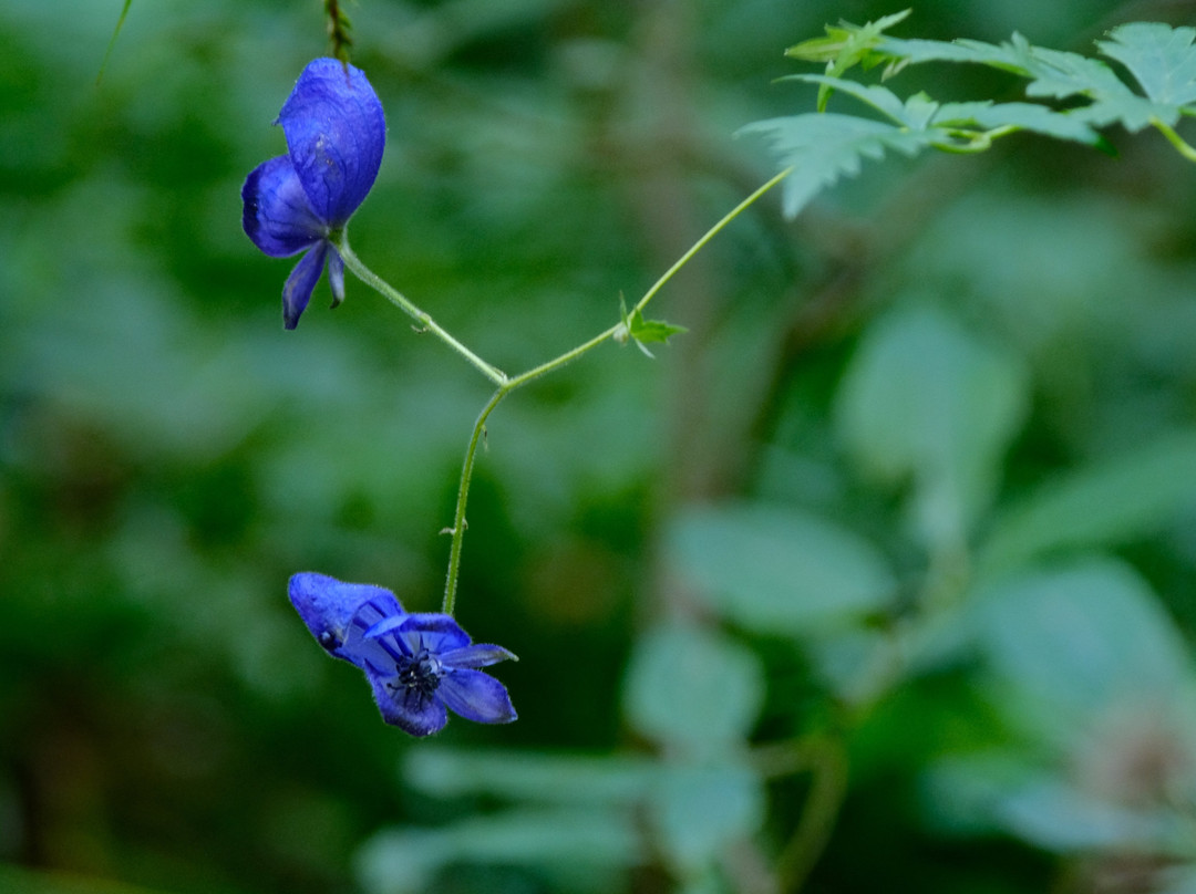 Pestera Coiba Mare Arieseni-Garda de Sus必去景点