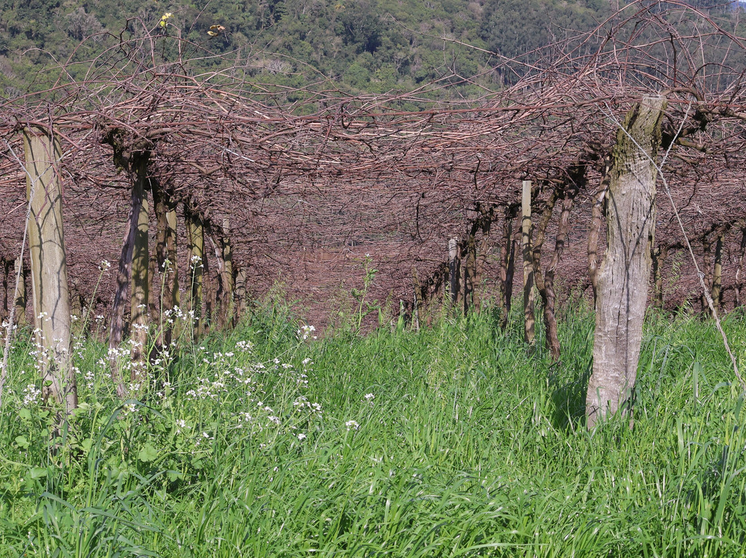 Vinicola Farina-Pinheiro Preto必去景点